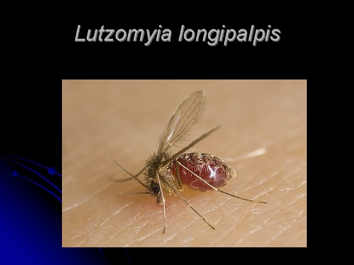 Lutzomyia longipalpis 