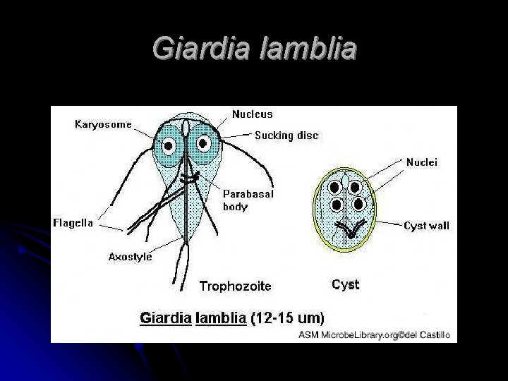 Giardia lamblia 