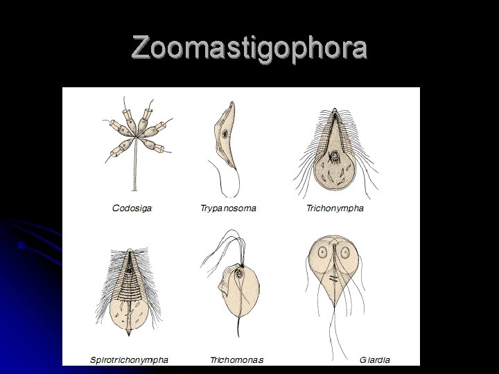 Zoomastigophora 