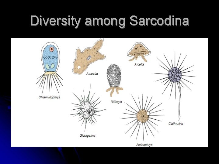 Diversity among Sarcodina 