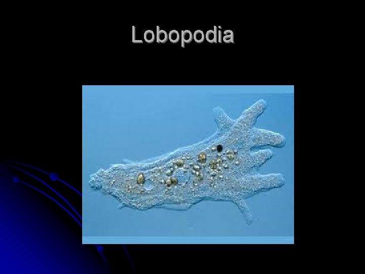 Lobopodia 