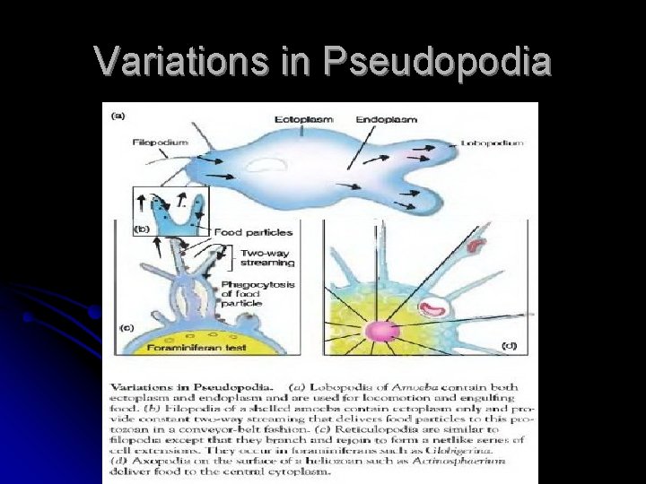 Variations in Pseudopodia 