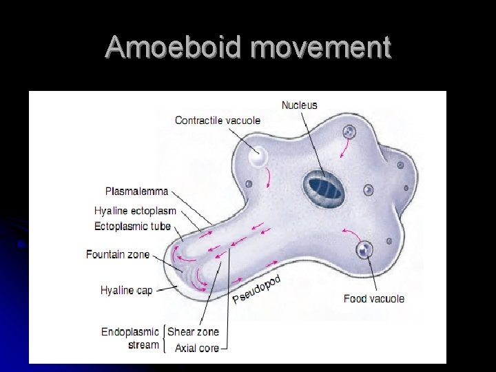 Amoeboid movement 