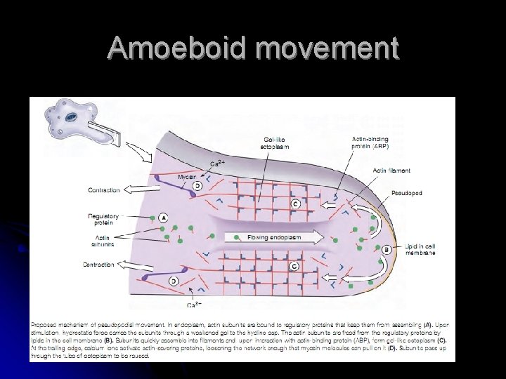 Amoeboid movement 