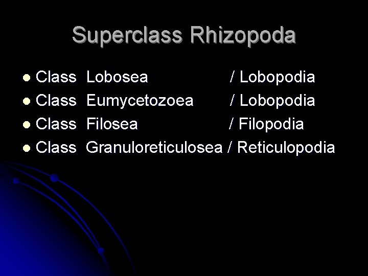 Superclass Rhizopoda Class l Lobosea / Lobopodia Eumycetozoea / Lobopodia Filosea / Filopodia Granuloreticulosea