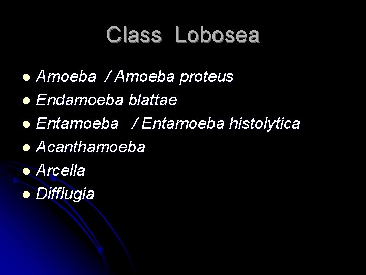 Class Lobosea Amoeba / Amoeba proteus l Endamoeba blattae l Entamoeba / Entamoeba histolytica