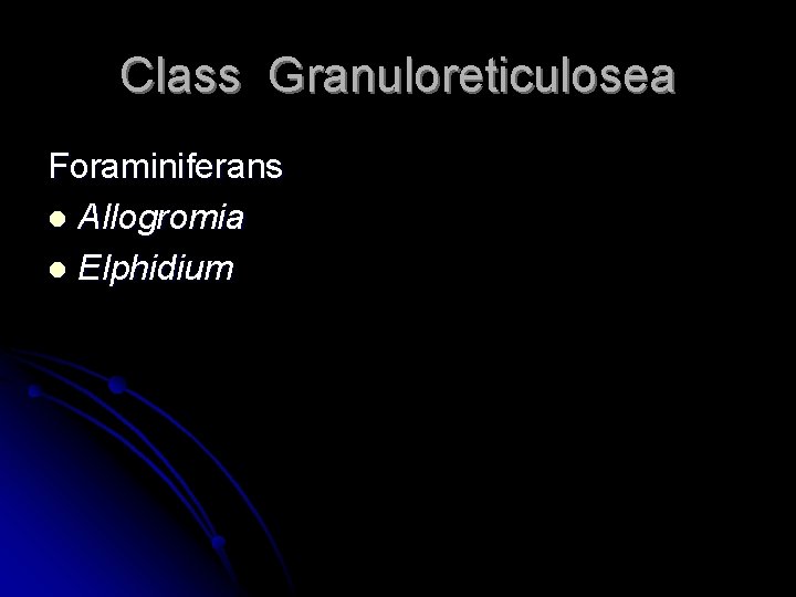 Class Granuloreticulosea Foraminiferans l Allogromia l Elphidium 