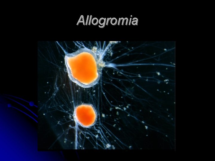 Allogromia 