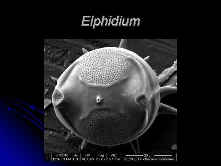 Elphidium 