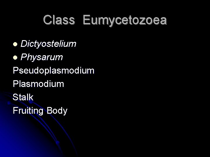Class Eumycetozoea Dictyostelium l Physarum Pseudoplasmodium Plasmodium Stalk Fruiting Body l 