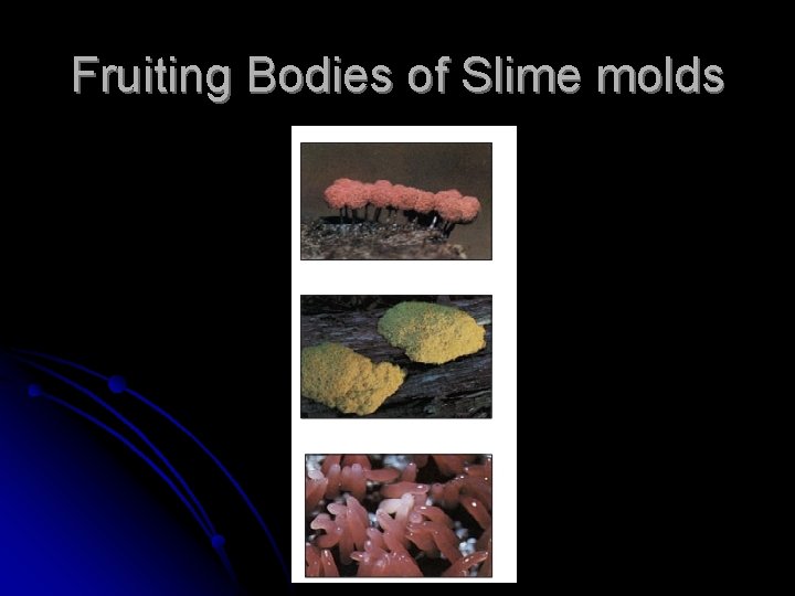 Fruiting Bodies of Slime molds 