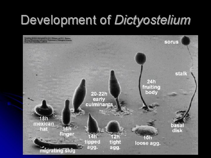 Development of Dictyostelium 