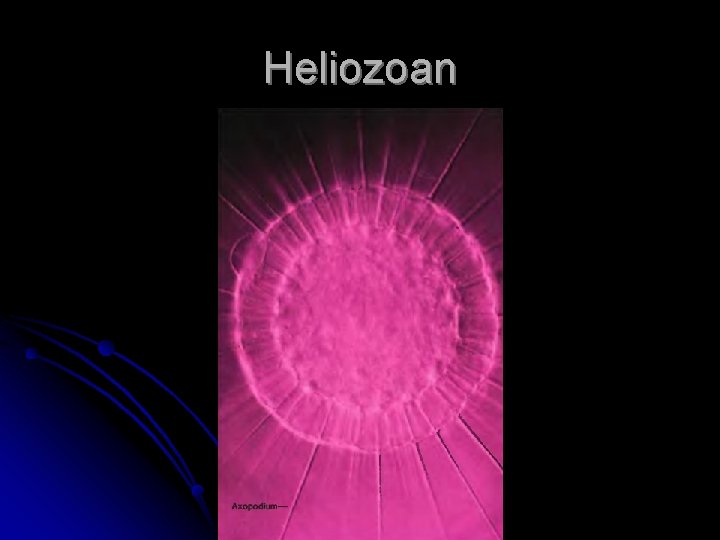 Heliozoan 