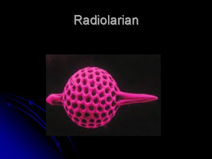 Radiolarian 