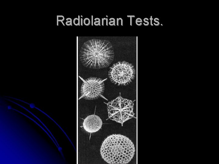 Radiolarian Tests. 