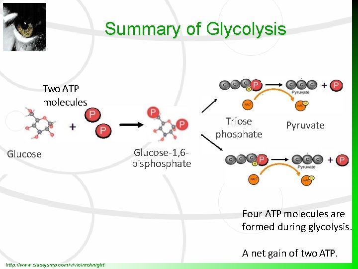 Summary of Glycolysis Two ATP molecules provide the phosphate Glucose Triose phosphate Pyruvate Glucose-1,
