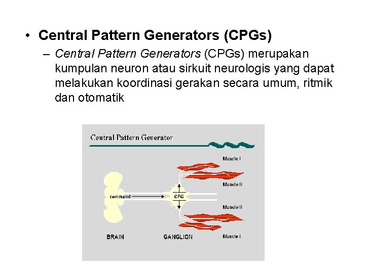  • Central Pattern Generators (CPGs) – Central Pattern Generators (CPGs) merupakan kumpulan neuron