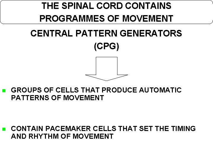 THE SPINAL CORD CONTAINS PROGRAMMES OF MOVEMENT CENTRAL PATTERN GENERATORS (CPG) n GROUPS OF