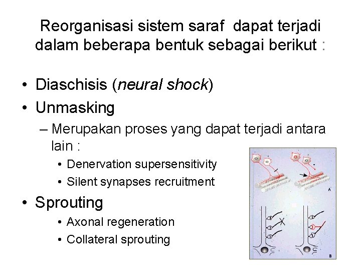 Reorganisasi sistem saraf dapat terjadi dalam beberapa bentuk sebagai berikut : • Diaschisis (neural