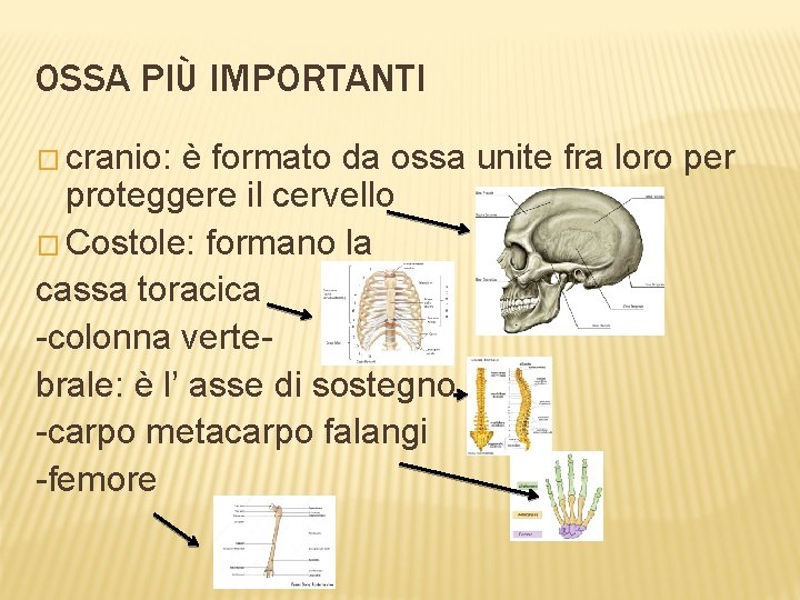 OSSA PIÙ IMPORTANTI � cranio: è formato da ossa unite fra loro per proteggere