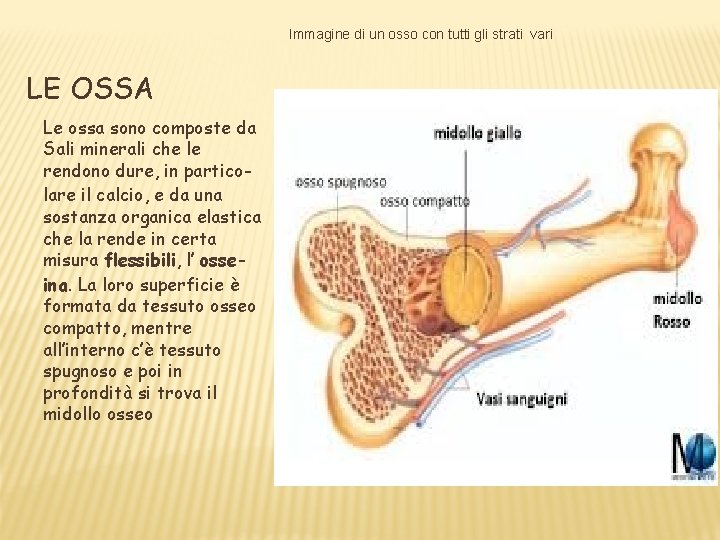 Immagine di un osso con tutti gli strati vari LE OSSA Le ossa sono