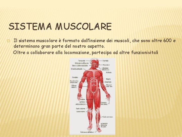 SISTEMA MUSCOLARE � Il sistema muscolare è formato dall’insieme dei muscoli, che sono oltre