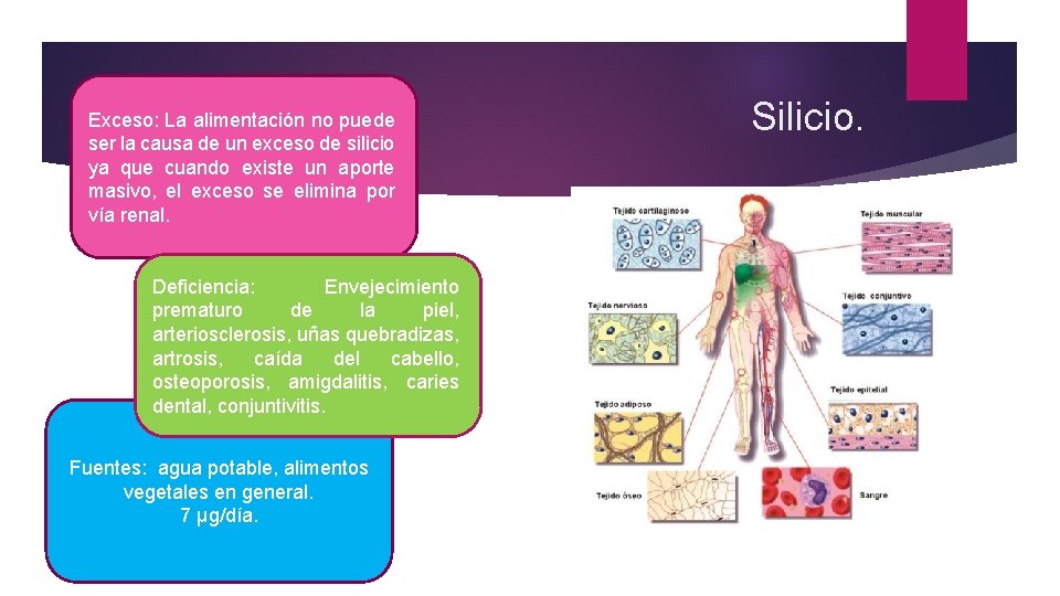 Exceso: La alimentación no puede ser la causa de un exceso de silicio ya