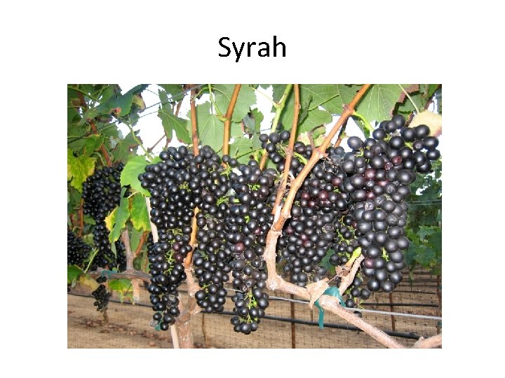 Syrah 
