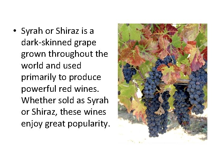  • Syrah or Shiraz is a dark-skinned grape grown throughout the world and