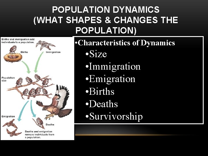 POPULATION DYNAMICS (WHAT SHAPES & CHANGES THE POPULATION) • Characteristics of Dynamics • Size