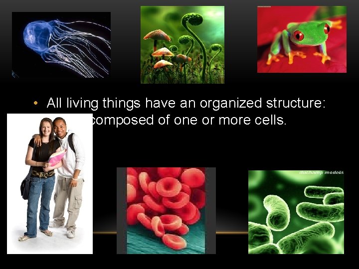  • All living things have an organized structure: composed of one or more