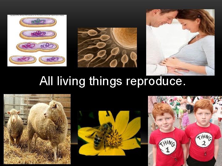 All living things reproduce. 