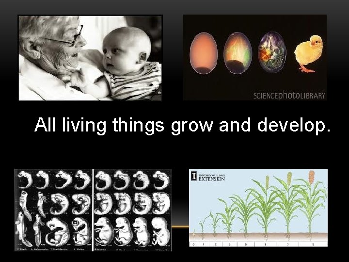 All living things grow and develop. 