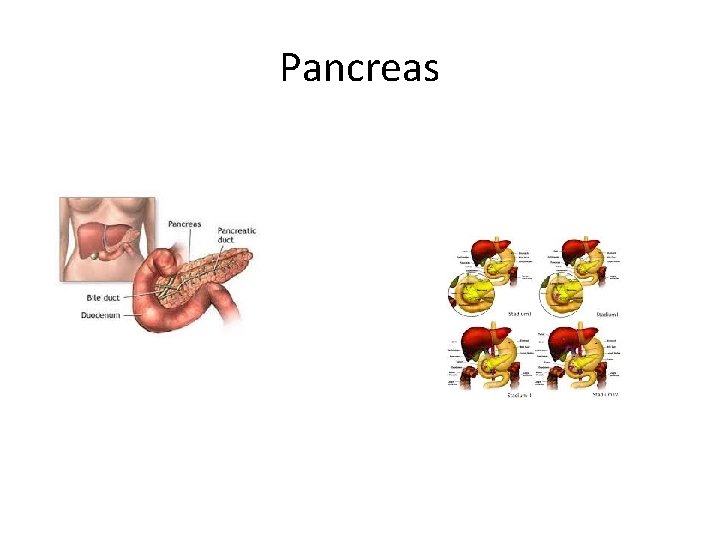 Pancreas Pancreas