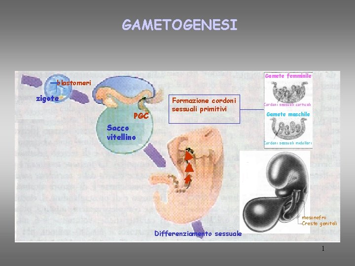 GAMETOGENESI Gamete femminile blastomeri zigote PGC Formazione cordoni sessuali primitivi Sacco vitellino Cordoni sessuali