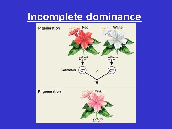 Incomplete dominance 