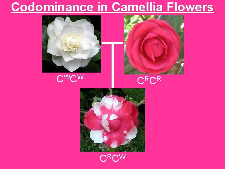 Codominance in Camellia Flowers CW CW C RC R C RC W 