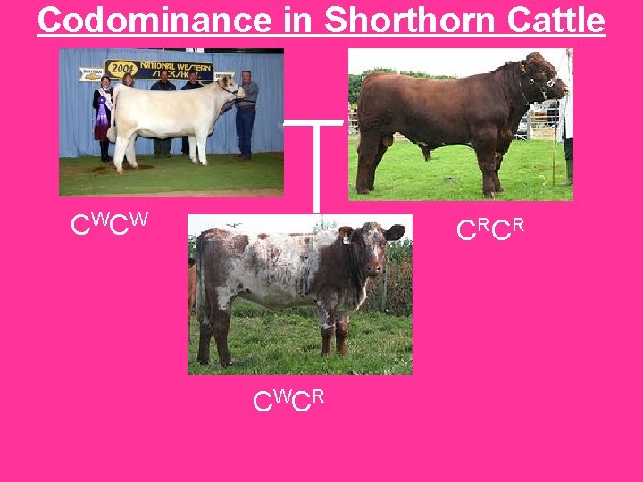 Codominance in Shorthorn Cattle CW CW C RC R CW CR 