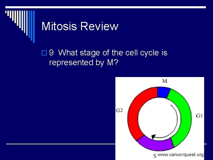Mitosis Review o 9 What stage of the cell cycle is represented by M?
