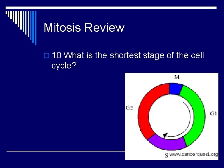 Mitosis Review o 10 What is the shortest stage of the cell cycle? 