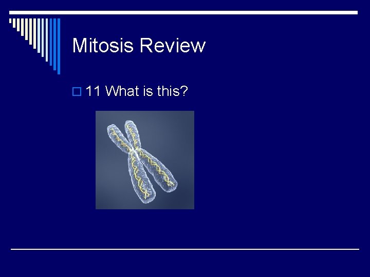 Mitosis Review o 11 What is this? 