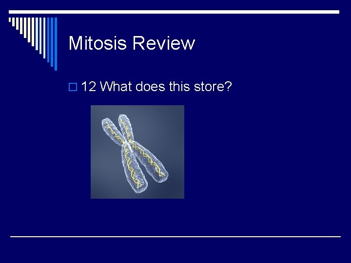 Mitosis Review o 12 What does this store? 