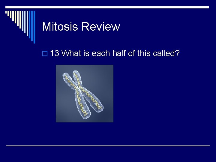 Mitosis Review o 13 What is each half of this called? 