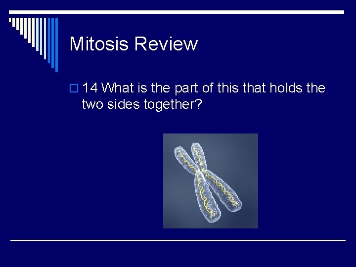Mitosis Review o 14 What is the part of this that holds the two