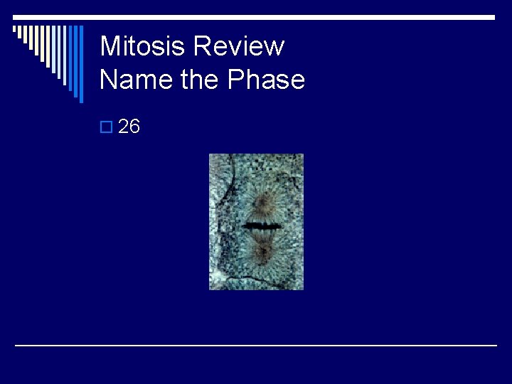 Mitosis Review Name the Phase o 26 