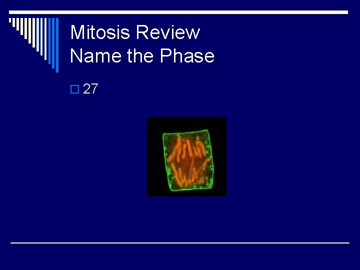 Mitosis Review Name the Phase o 27 