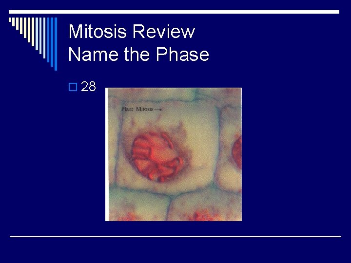 Mitosis Review Name the Phase o 28 