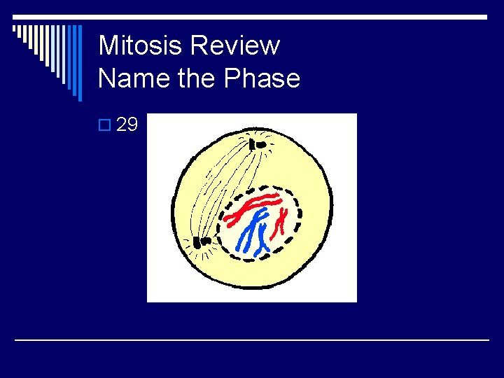 Mitosis Review Name the Phase o 29 