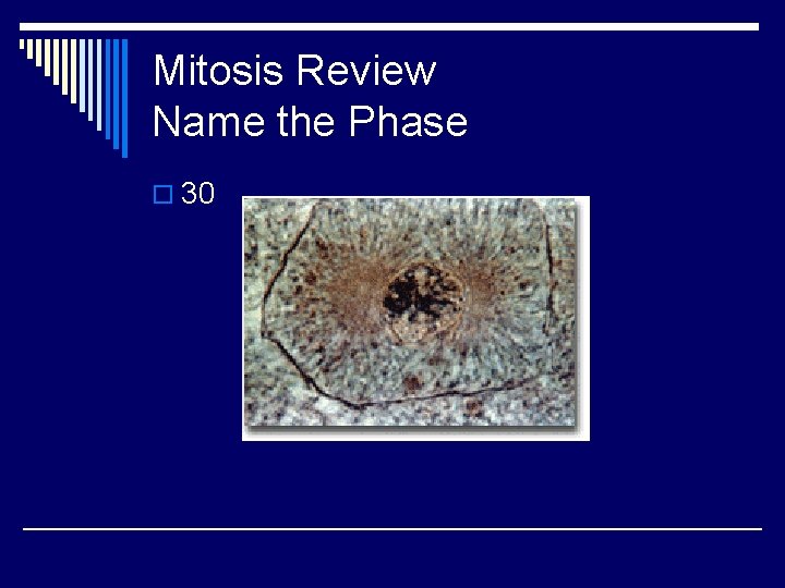 Mitosis Review Name the Phase o 30 