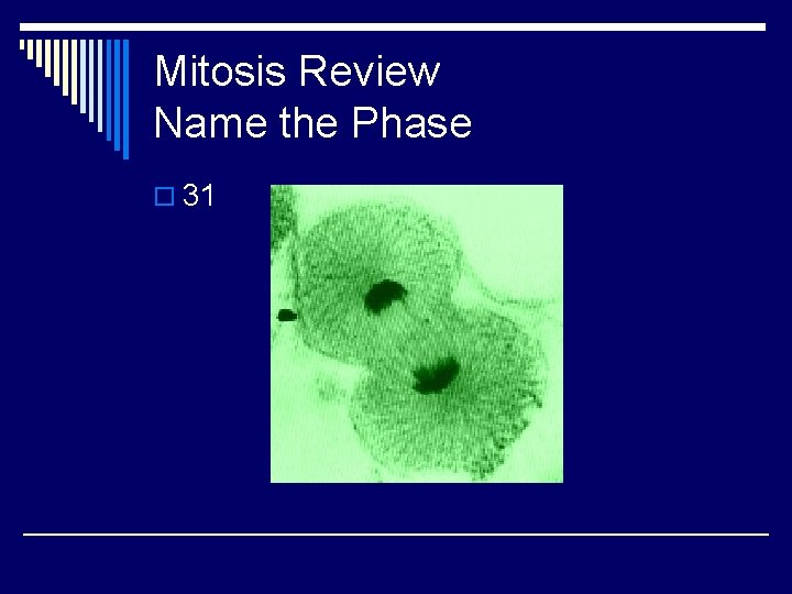 Mitosis Review Name the Phase o 31 